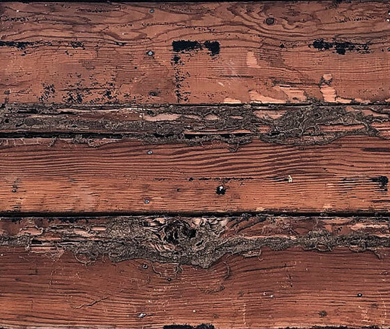 Termite Damage